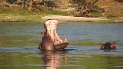 Hippo on the Zambezi River