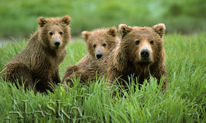 alaska bears3